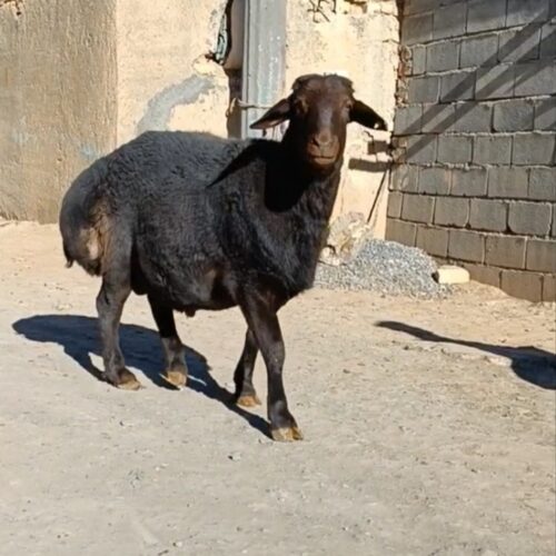 شیشک قوچ قره قزل