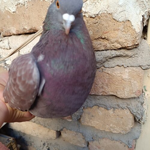 کفتر