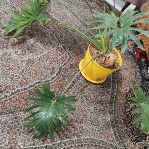 گل  برگ انجیری خوشگل