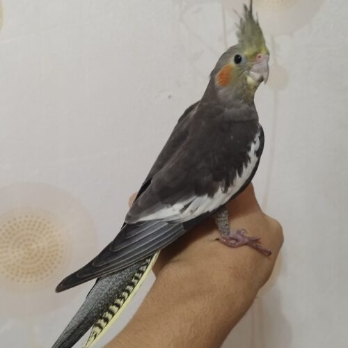 پرنده عروس هلندی