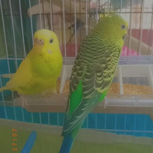 مرغ عشق باقفس 800بدون قفس 300