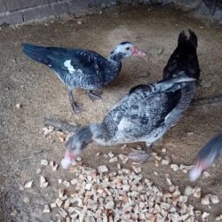 5 تا اردک اسرائیلی