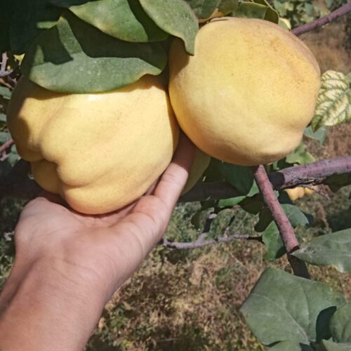 220 قصب درختکاری و ثمری با 1ساعت آب چاه