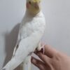 فروش طوطی لوتینونر