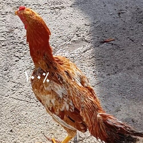 خروس لاری ابرش اصیل