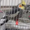 یک جفت عروس هلندی