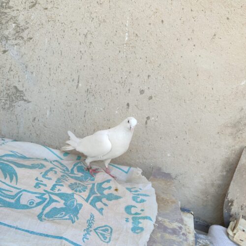 کفتر