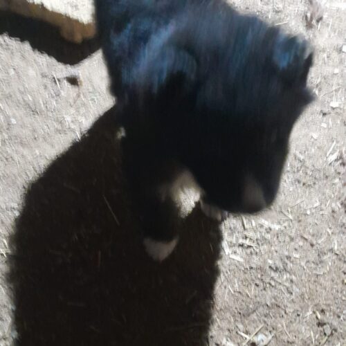 توله سگ
