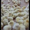 فروش عمده جوجه راس