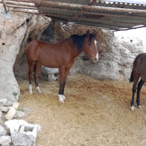 فروش دوتا کره اسب نژاد دار