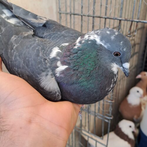کبوتر نر