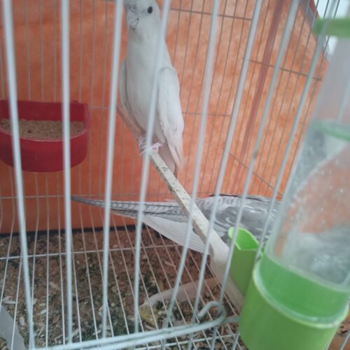جفت عروس هلندی آلبینو کارداده
