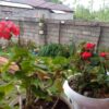 ویلای کوهستانی ماسال