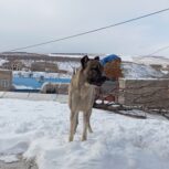 سگ سرابی 18ماهه