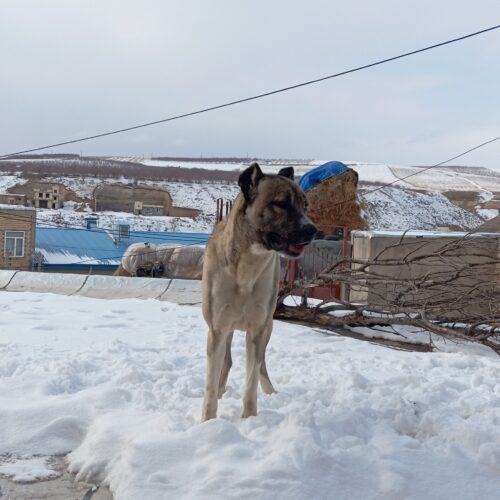 سگ سرابی 18ماهه