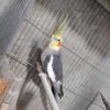 عروس هلندی مولد درجه یک