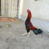 مرغ و خروس لاری