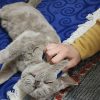 گربه اسکاتیش