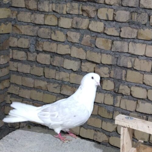 پرنده