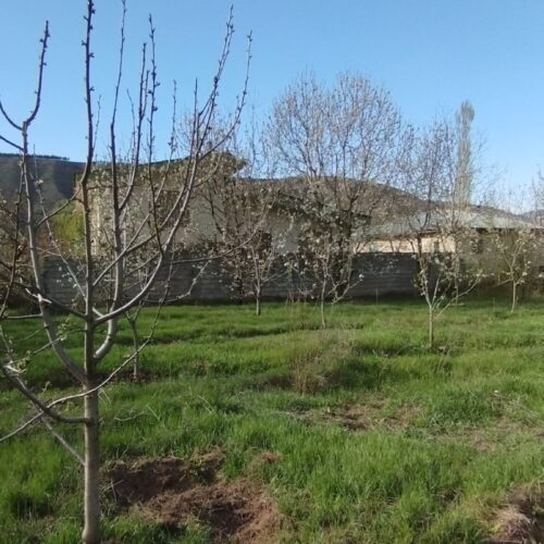 فروش زمین باغ کاملا درون بافت مسکونی 1000متری