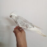 عروس هلندی