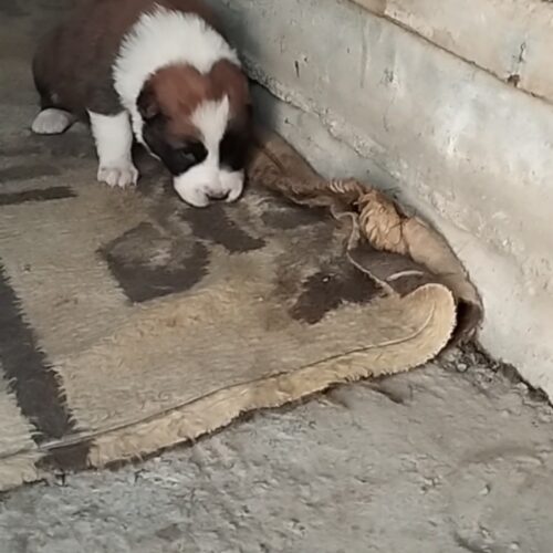 توله