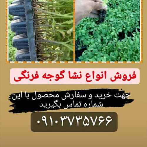 فروش نشاء گوجه