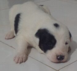 توله سگ نژاد پژدر