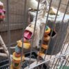 یک عددعروس هلندی ماده تخم گذار