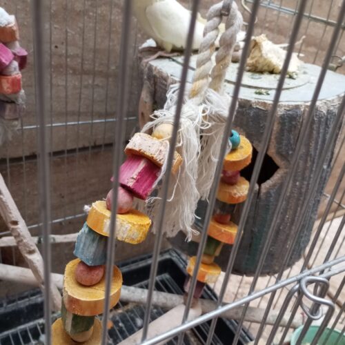 یک عددعروس هلندی ماده تخم گذار
