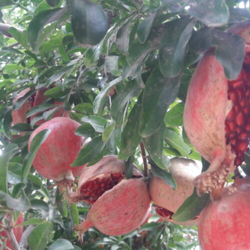 262 متر ویلایی مسکونی سند تک برگ ششدانگ