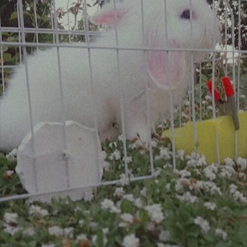 خرگوش مینی لوپ هلندی
