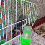 عروس هلندی