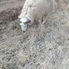 تعداد گوسفند نر عربی سنگین وزن