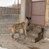 سگ سرابی 18ماهه