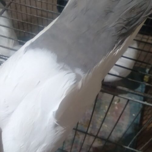 نرومایه دمبی ب ضمانت جوجه