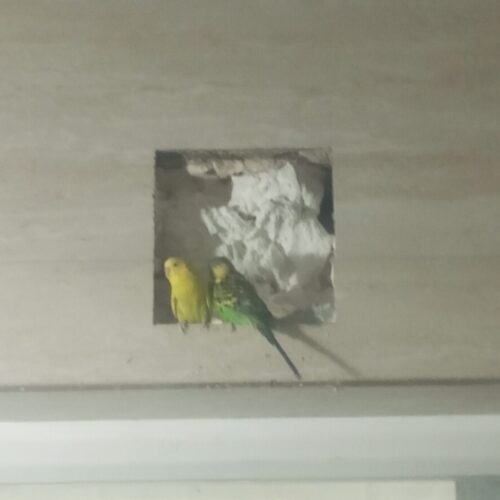 جفت مرغ عشق کار