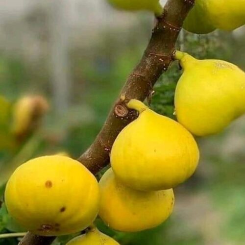 فروشگاه نهال