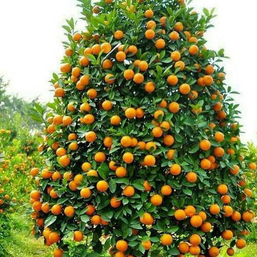 فروش انواع نهال مرکبات