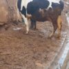 سه راس گاو شیری ابستن