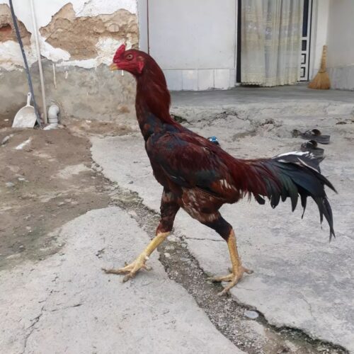 مرغ و خروس لاری