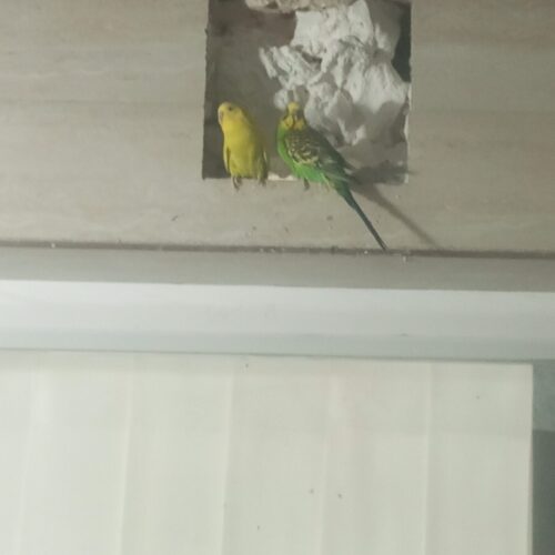 جفت مرغ عشق کار