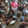 فروش 750 عدد نیمچه جوجه یک ماهه محلی تمام خروس
