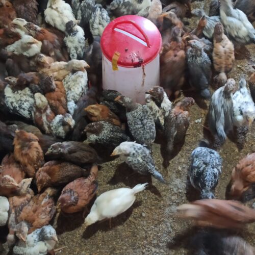 فروش 750 عدد نیمچه جوجه یک ماهه محلی تمام خروس