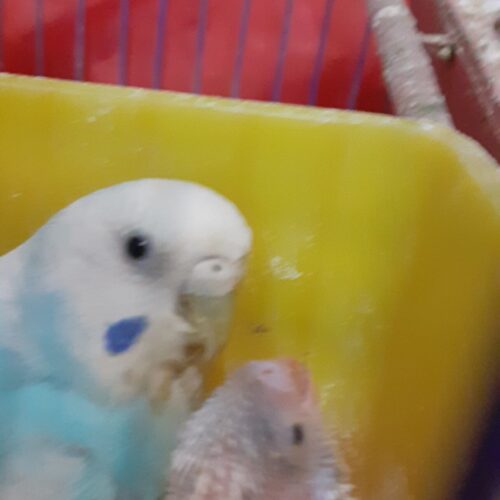 سلام یک جفت مرغ عشق نر و ماده با جوجه