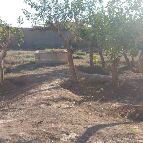 فروش خانه کلنگی و درختان پسته