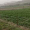 بر جاده اصلی فنس کشی شده
