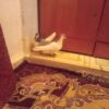 مندلی خیابان تراکتورسازی پشت مسجد رسول الله