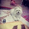 سگ پامر