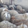 بره گوسفند میش